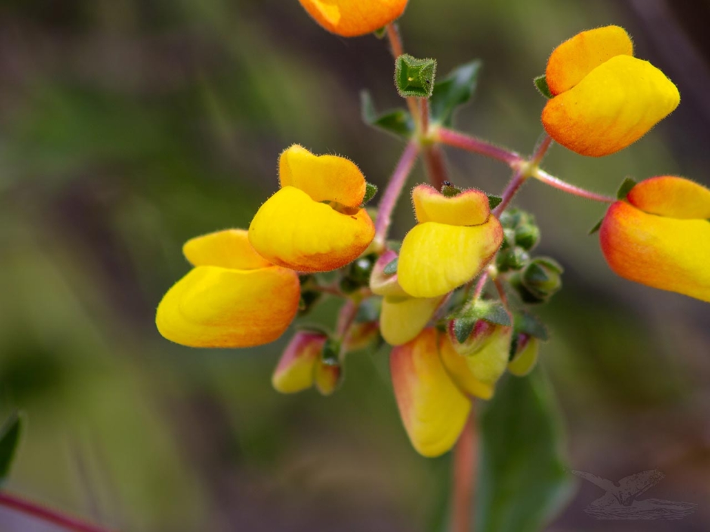 Capachito ©J.Lopez Capachito ©J.Lopez