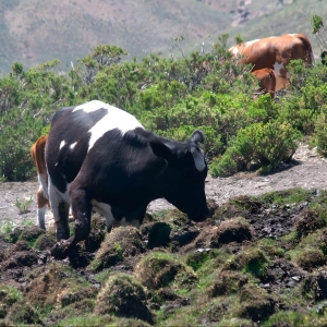 Sobrepastoreo en las vegas y cursos de agua ©Biotas 2024